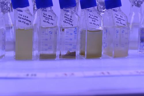 Experiments in the ecology of phytoplankton community: the overall surface charge of clay and a HAB cell are opposite, hence they get attracted to each other like magnets 