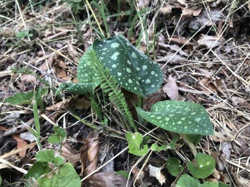 Sharing experiences: ...... the creative curve and the ethico-political task of an artist is not to represent from a comfortable outsider’s position, but to leave oneself exposed to the brutality of the world in the possibility of transforming it